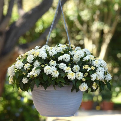 2 Lantana Plants Live, Lantana Live Plants for Planting Outdoors, Perennial Plants, Well Rooted, White Lantana