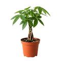 Money Tree, Live Money Tree Houseplant, 6-10 Inc Tall, Air Purifying, Easy Care Indoor Plant, Ideal for Living Room, Office Decoration