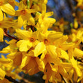 4 Lynwood Gold Forsythia Plants Live Bareroots, 12-18 Inch Tall, Yellow Forsythia Shrub Golden Bells