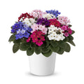 Random Blooms African Violets Live Plants in Pots, Live African Violet Plants House Plant for Indoor Outdoor Décor, 4" Pot, Well-Rooted and Year-Round Blooming