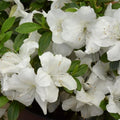 White Reblooming Azalea Rhododendron Plant Live in 4 Inch Pot, Azalea Rhododendron Bush Shrub, Bloom in Spring, Late Summer, Fall Rebloom