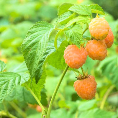 Raspberry Plant Live for Planting, Raspberry Bush Live Plant 6 to 10 Inch Tall, Sweet Raspberries Fruit (Yellow Raspberry)