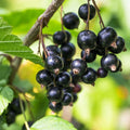 Currant Bush Live Plant, Currant Plant Live for Planting Sweet Current Plant Shrub, Currant Berries, 1 Year Bare Root, 6-12 Inch Tall (Black Currant)