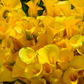 Yellow Calla Lily Bulb for Planting, Calla Lily Plant Bulb, Calla Lily Flower Bulb, Giant Calla Lilies Flowers Bulb Planting in Spring