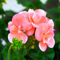 Salmon Geranium Plant in 4 Inch Pot, Flowering Geranium Starter Plant, Outdoor Patio, Balcony or Garden Container Plant