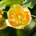 1 Tulip Poplar Tree Live Plant for Planting in Quart Pot, 8-14 Inch Tall, Hybrid Tulip Poplar Seedling to Grow, Yellow Poplar Plant Live