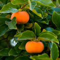 Persimmon Plant in Quart Pot, 6-12 Inch - Leafless in Winter, Perennial Sweet Persimmon Plants, Strong Roots, Fruit Plants for Home Garden