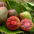 Set of 2 Live Hardy Kiwi Berry Plants, Fast-Growing Kiwi Vines for Outdoor Planting, Well Rooted, 5-9" Tall