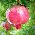 Sweet Pomegranate Tree Live Plant, 5 to 8 Inch Tall, Pomegranate Fruit Tree, Outdoor Plant, Edible Fruits