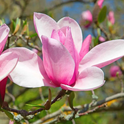 Jane Magnolia Tree Live Plant, Magnolia Plant Live 6 to 12 Inches Tall, in 2.5 Inches Pot, Pink Magnolia Bush Fragrant Magnolia Flowers
