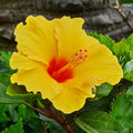 2 Red Yellow Hibiscus Plants, 3-5 Inch Tall Starter Plants - Live Hibiscus Flower Plants for Outdoor Garden, Patio, and Container Growing