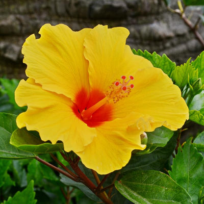 2 Red Yellow Hibiscus Plants, 3-5 Inch Tall Starter Plants - Live Hibiscus Flower Plants for Outdoor Garden, Patio, and Container Growing