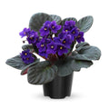 African Violet Plant, Blue African Violets Live Plants, 4 to 6 Inc Tall