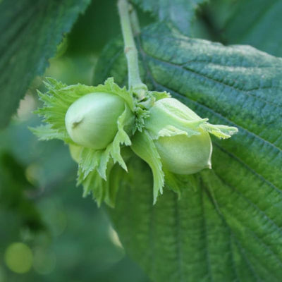 Hazelnut Tree Bare Root - 1-2 Ft Tall Live Hazelnut Plant