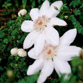 Clematis Vine Plant Live for Planting, Clematis Plants Live, 4 to 6 Inch Tall, 2.5 Inc Pot Well Rooted, Clematis Seeds Perennial, White Clematis