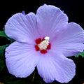 Hibiscus Rose of Sharon Plant Live, 4" Potted Althea Syriacus Flowers for Spring Planting, Hardy Shrub with Vibrant Blooms (Light Purple)
