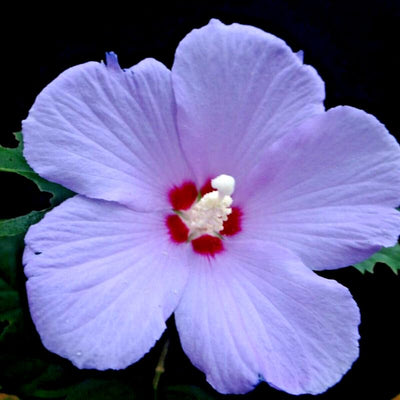 Hibiscus Rose of Sharon Plant Live, 4" Potted Althea Syriacus Flowers for Spring Planting, Hardy Shrub with Vibrant Blooms (Light Purple)