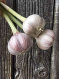 Chesnok Red Garlic Bulbs for Planting Outdoors, Heirloom 0.5 Pound, 4-5 Jumbo Bulbs Heirloom Mild Fragrant Garlic Bulb Tuber