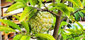 Sugar Apple Tree Live Plant, 5 to 9 Inc Tall, Tropical Custard Apple Fruit Tree, Well Rooted