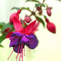 Pack 2 Fuchsia Plants Live, Vibrant Fuchsias Hanging Flowering Plant 3-5 Inches, Gardens, Patios, and Indoor Growing (Purple Flowers)