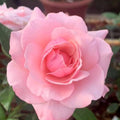 Pink Rose Bush Plant Live Shrub for Planting, Fragrant Rose Bushes Plant Live, Pink Rose for Planting, Starter Size, 4 to 10 Inc Tall