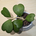 Hoya Heart Plant Live, Green Hoya Kerrii Plant, Hoya Live Plant, Rare Hoya Plant Indoor Live in 2 Inches Pot