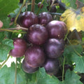 Grape Vine Live Plant 1-2 Year Old, Sweet Grape Plant Live for Growing, Grape Fruit Well Rooted Plant Bareroot (Black Muscadine Grape)