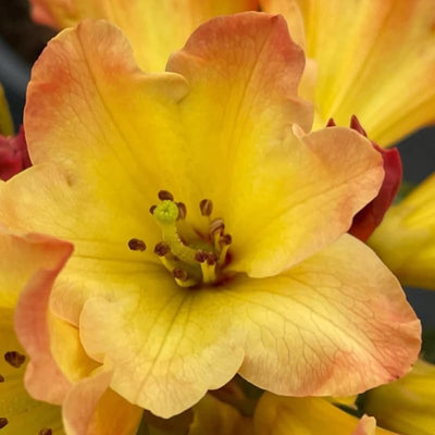 1-2 Ft Gold Yellow Rhododendron Plants Live Bush Shrubs in 1 Gallon Pot for Planting, Azalea Bush Ready Plant, Live Rhododendron Plant Azalea