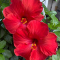 Hardy Hibiscus Plants Live Well-Rooted, Red Flowers Hibiscus Tree Live Plant for Outdoor Full Sun Spring Planting, 5-9" in Tall, Perennial Growing