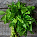 Epazote Live Plant for Planting, Well Rooted Epazote Plants, Perennial Herb for Outdoor Garden 4-8 Inches