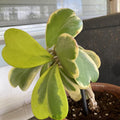Hoya Kerrii Plant, Variegated Hoya Plant Live Houseplants in 4'' Pot, Well Rooted for Growing Indoor Outdoor