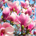 2 Saucer Magnolia Trees Live Plants, Light Pink Magnolia Tree Live Plant in 2.5" Pot, 6-12 Inches