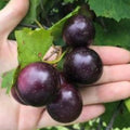 Grape Vine Live Plant 1-2 Year Old, Sweet Grape Plant Live for Growing, Grape Fruit Well Rooted Plant Bareroot (Black Muscadine Grape)