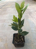 Laurus Nobilis Bay Leaf Live Plant, 8-11 Inc Tall from Bottom Pot, Bay Leaf Tree, Sweet Bay Laurel Herb Plant