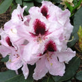 Big 1 Gallon Bright White Rhododendron Plants Live, 1-3 Years Old Azalea Plants Live Shrubs Bushes for Planting, Very Well Rooted