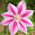 Clematis Vine Plant Live for Planting, Clematis Plants Live, 4 to 6 Inch Tall, 2.5 Inc Pot Well Rooted, Clematis Seeds Perennial, Pink Clematis