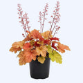 Heuchera Plant Live, Orange Green Heuchera Coral Bells Live Plant for Gardening Indoor, 3 Inc Pot
