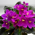 Purple African Violet Plants Live in Pot, Flowering Violets Indoor Outdoor Blooming, Vibrant Color Houseplant Décor Year-Round
