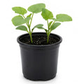 Round Wax Gourd Plant, 4-6" Live Winter Melon Plant in 4 Inch Pot, Squash Gourd Plants Live for Planting Outdoor Garden