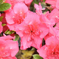 Deep Pink Azalea Plant Live, 7 Months Old Rhododendron Like, Azalea Rhododendron Tree Flowers Plants Live Bush in Pot