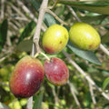 Olive Tree Live Plant Stater, Well Rooted, 4 to 8 Inc, Fast-Growing Olive Plant