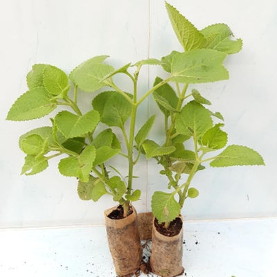 Set 4 Cuban Oregano Plants, 4 to 7 Inch Tall Starter Plant, Without Pot, Fresh Herb Oregano Live Plant for Patio and Garden, Culinary Herbs Fragrant Leaves
