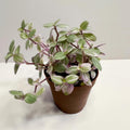 Pink Callisia Repens Plant Live, Callisia Repens Succulents Plant Live, Pink Turtle Vine Live Indoor House Plant 2Inch Pot for Growing