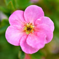 Pink Potentilla Plant Live Pink Flower Shrubby Cinquefoil Plant in 4 Inches Pot