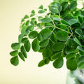2 Live Moringa Oleifera Plants Trees in 4" Pot, Malunggay Drumstick Size 6-9" Inches in Tall, Dormant in Winter