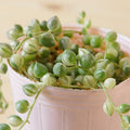 Variegated String of Pearls Plant Live, Succulent Trailing Vine, Indoor Houseplant Live in Pot