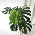 Monstera Plant Live, Monstera Fully Rooted 4-7'' Tall, No Pot, Easy-Care, Fast-Growing Indoor Houseplant (Deliciosa Swiss Cheese)