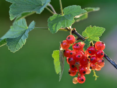 Red Currant Plant Live for Planting, Red Currant Bush 1 Year Old Bare Root, Current Berries Ready to Grow
