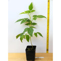 Raspberry Plant Live for Planting, Raspberry Bush Live Plant 6 to 10 Inch Tall, Sweet Raspberries Fruit (Purple Raspberry)