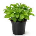Mojito Mint Plant, Live 4-6 Inch in 4 Inch Pot - Fresh Mint Herb Plant for Indoor Outdoor Growing